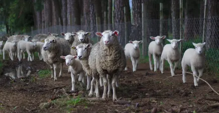 Herd of sheep